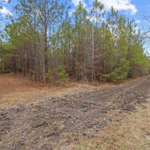 Photo #9 of TBD 183 Acres Blakely Rd., Salters, SC 183.0 acres