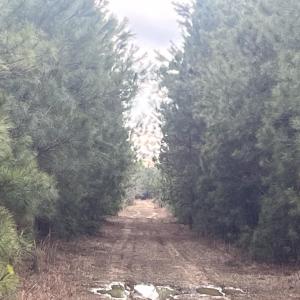 Photo #10 of Centerville Rd., Latta, SC 267.3 acres