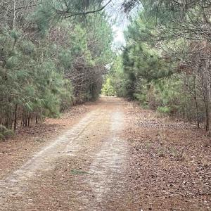 Photo #9 of Centerville Rd., Latta, SC 267.3 acres