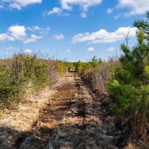 Photo #15 of 100 Acres Fifteen Mile Bay Rd., Nichols, SC 100.0 acres