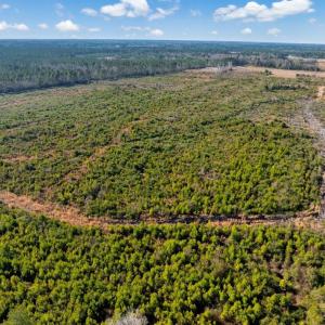 Photo #12 of 100 Acres Fifteen Mile Bay Rd., Nichols, SC 100.0 acres