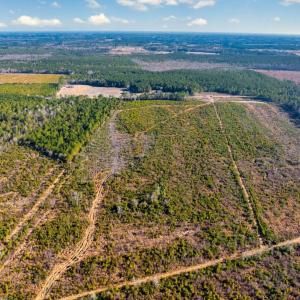 Photo #4 of 100 Acres Fifteen Mile Bay Rd., Nichols, SC 100.0 acres