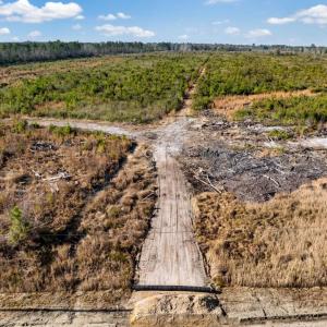 Photo #11 of 100 Acres Fifteen Mile Bay Rd., Nichols, SC 100.0 acres