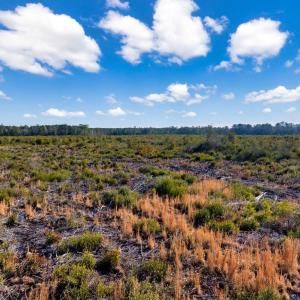 Photo #14 of 100 Acres Fifteen Mile Bay Rd., Nichols, SC 100.0 acres