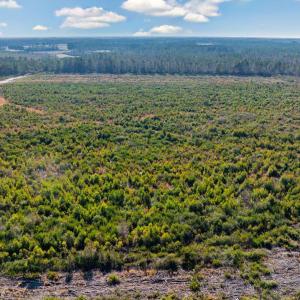 Photo #13 of 100 Acres Fifteen Mile Bay Rd., Nichols, SC 100.0 acres