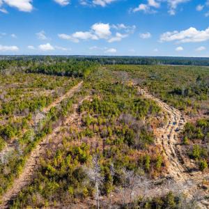 Photo #6 of 100 Acres Fifteen Mile Bay Rd., Nichols, SC 100.0 acres