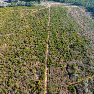 Photo #16 of 100 Acres Fifteen Mile Bay Rd., Nichols, SC 100.0 acres