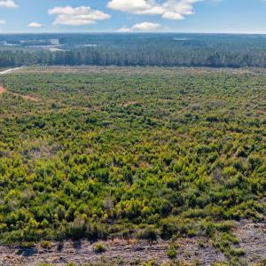 Photo #13 of 100 Acres Fifteen Mile Bay Rd., Nichols, SC 100.0 acres