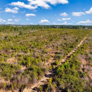 Photo #7 of 100 Acres Fifteen Mile Bay Rd., Nichols, SC 100.0 acres