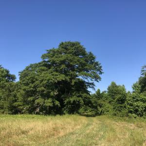 Photo #3 of TBD Vantage Ln, Moncks Corner, SC 79.0 acres