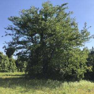 Photo #17 of TBD Vantage Ln, Moncks Corner, SC 79.0 acres