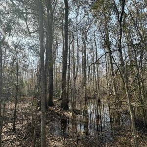 Photo #41 of TBD Hunters Chapel Rd, Ehrhardt, SC 736.0 acres