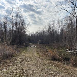 Photo #52 of TBD Hunters Chapel Rd, Ehrhardt, SC 736.0 acres