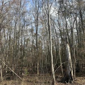 Photo #31 of TBD Hunters Chapel Rd, Ehrhardt, SC 736.0 acres