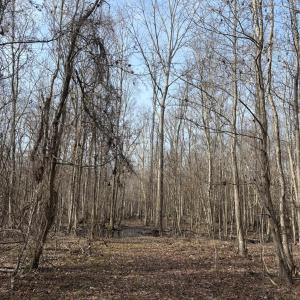 Photo #51 of TBD Hunters Chapel Rd, Ehrhardt, SC 736.0 acres