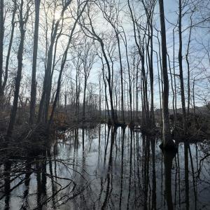 Photo #47 of TBD Hunters Chapel Rd, Ehrhardt, SC 736.0 acres