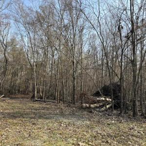 Photo #56 of TBD Hunters Chapel Rd, Ehrhardt, SC 736.0 acres
