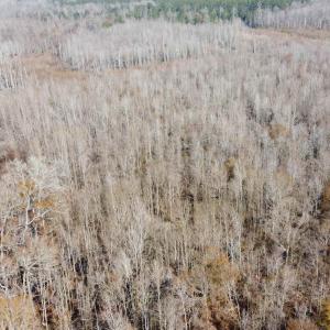 Photo #12 of TBD Hunters Chapel Rd, Ehrhardt, SC 736.0 acres
