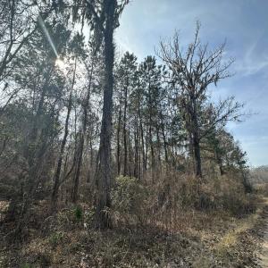 Photo #35 of TBD Hunters Chapel Rd, Ehrhardt, SC 736.0 acres