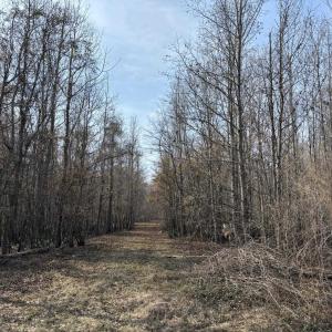 Photo #56 of TBD Hunters Chapel Rd, Ehrhardt, SC 736.0 acres