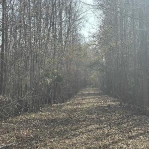 Photo #41 of TBD Hunters Chapel Rd, Ehrhardt, SC 736.0 acres