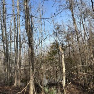 Photo #55 of TBD Hunters Chapel Rd, Ehrhardt, SC 736.0 acres