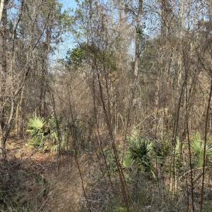 Photo #52 of TBD Hunters Chapel Rd, Ehrhardt, SC 736.0 acres
