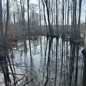Photo #44 of TBD Hunters Chapel Rd, Ehrhardt, SC 736.0 acres