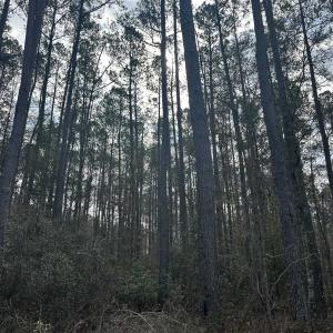 Photo #24 of TBD Hunters Chapel Rd, Ehrhardt, SC 736.0 acres