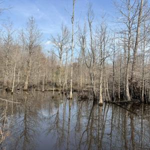 Photo #53 of TBD Hunters Chapel Rd, Ehrhardt, SC 736.0 acres