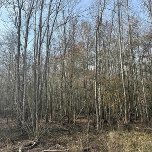 Photo #32 of TBD Hunters Chapel Rd, Ehrhardt, SC 736.0 acres