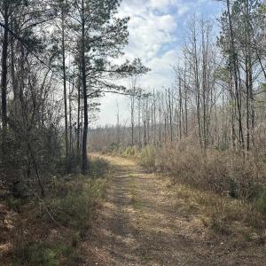 Photo #26 of TBD Hunters Chapel Rd, Ehrhardt, SC 736.0 acres