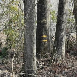 Photo #33 of TBD Hunters Chapel Rd, Ehrhardt, SC 736.0 acres