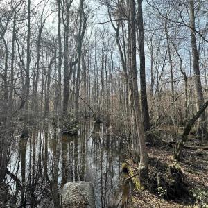 Photo #40 of TBD Hunters Chapel Rd, Ehrhardt, SC 736.0 acres