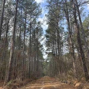 Photo #22 of TBD Hunters Chapel Rd, Ehrhardt, SC 736.0 acres