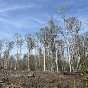 Photo #47 of TBD Hunters Chapel Rd, Ehrhardt, SC 736.0 acres