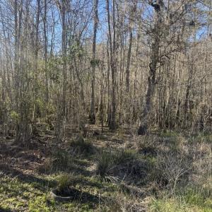Photo #6 of 2135 Highway 646, Green Sea, SC 10.7 acres