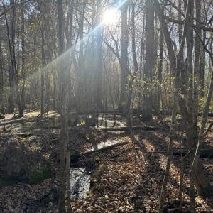 Photo #5 of 2135 Highway 646, Green Sea, SC 10.7 acres