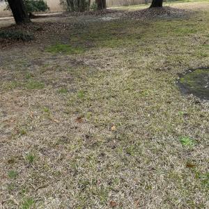 Photo #4 of 325 Kauffman St., Georgetown, SC 0.3 acres