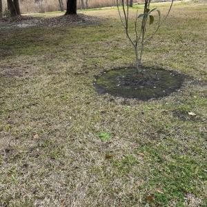 Photo #5 of 325 Kauffman St., Georgetown, SC 0.3 acres