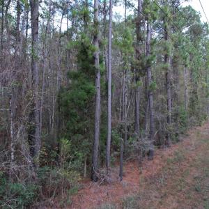 Photo #18 of Tract D - TBD Pennyroyal Rd., Georgetown, SC 5.3 acres