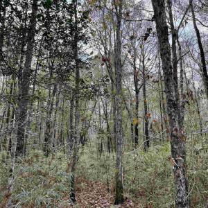 Photo #19 of Tract D - TBD Pennyroyal Rd., Georgetown, SC 5.3 acres