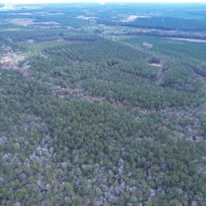 Photo #14 of Tract D - TBD Pennyroyal Rd., Georgetown, SC 5.3 acres