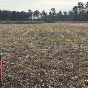 Photo #6 of TBD Cool Springs Rd, Marion, SC 10.6 acres