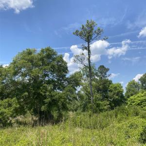 Photo #15 of TBD Water Tower Rd., Longs, SC 167.1 acres