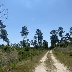 Photo #10 of TBD Water Tower Rd., Longs, SC 167.1 acres