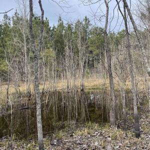 Photo #5 of TBD Rocky Ford Rd., Salters, SC 120.0 acres