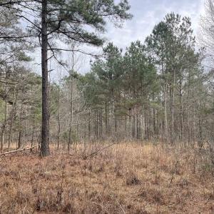 Photo #2 of TBD Rocky Ford Rd., Salters, SC 120.0 acres