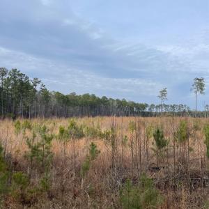 Photo #6 of TBD Rocky Ford Rd., Salters, SC 120.0 acres