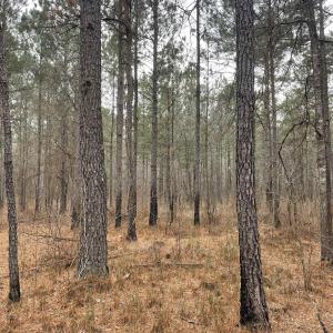 Photo #7 of TBD Rocky Ford Rd., Salters, SC 120.0 acres